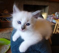 a kitten